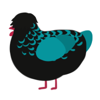 A black and teal chicken with a half-lace pattern