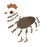 A white and bark chicken with a bar pattern