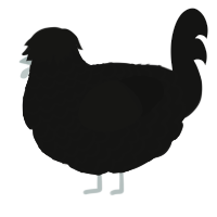 A black chicken with a lace pattern