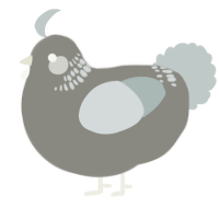 A ash and silver chicken with a neck-band pattern