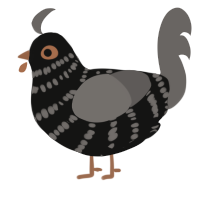 A black and grey chicken with a bar pattern