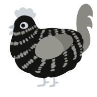 A black and ash chicken with a bar pattern
