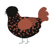 A black and russet chicken with a speckle pattern