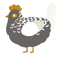 A grey and white chicken with a half-lace pattern