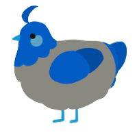 A ash and ultramarine chicken with a head pattern