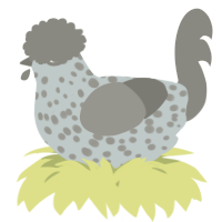 A silver and ash chicken with a speckle pattern