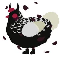 A black and white chicken with a half-lace pattern