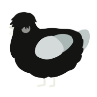 A black and silver chicken