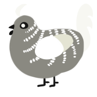 A ash and white chicken with a half-bar pattern