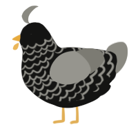 A black and ash chicken with a lace pattern