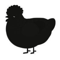 A black chicken with a half-lace pattern