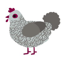A silver and grey chicken with a double-lace pattern
