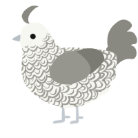 A white and ash chicken with a double-lace pattern