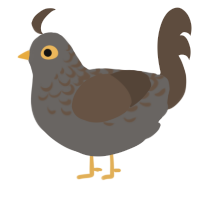 A grey and bark chicken with a half-lace pattern