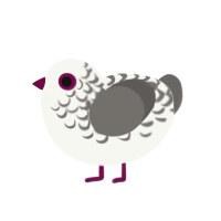 dionysus, a white and grey chicken with a half-lace pattern