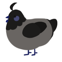 A grey and sable chicken with a head pattern