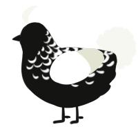 A black and white chicken with a half-lace pattern