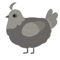 A grey and ash chicken with a head pattern