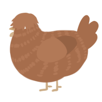 A brown chicken with a bar pattern