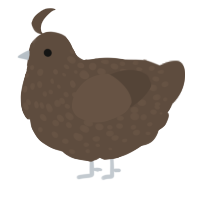 A bark chicken with a speckle pattern