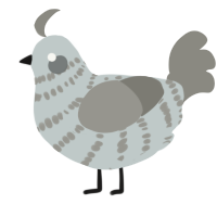 A silver and ash chicken with a bar pattern