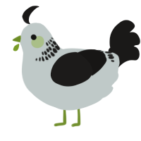 A silver and sable chicken with a neck-band pattern