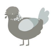 A ash and silver chicken with a neck-speckle pattern