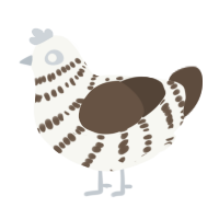 A white and bark chicken with a bar pattern