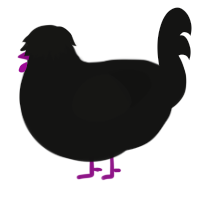 A black chicken