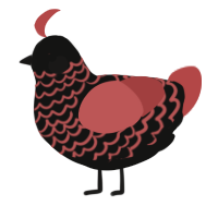 A black and red chicken with a lace pattern
