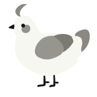A white and ash chicken