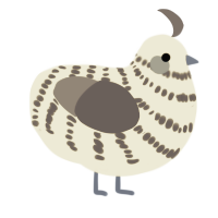 A navy and ash chicken with a bar pattern