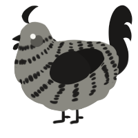 A ash and sable chicken with a bar pattern