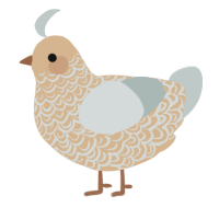 A beige and silver chicken with a double-lace pattern