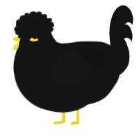 A black chicken