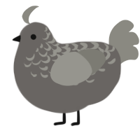 A grey and ash chicken with a half-lace pattern