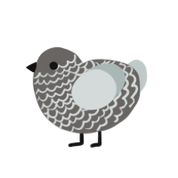 (unnamed), a grey and silver chicken with a lace pattern