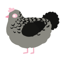 A ash and black chicken with a half-lace pattern