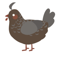 A bark and grey chicken with a half-lace pattern