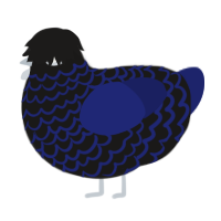 A sable and navy chicken with a lace pattern