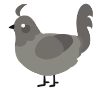 A ash and grey chicken with a head pattern