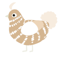 A beige and cream chicken with a bar pattern