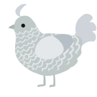 A silver and mist chicken with a lace pattern