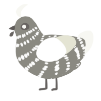 A ash and white chicken with a bar pattern