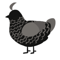 A black and grey chicken with a lace pattern