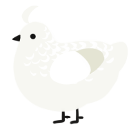 A white chicken with a half-lace pattern
