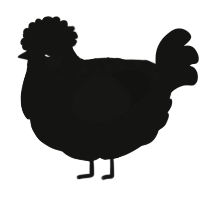 A black chicken with a half-lace pattern