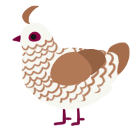 A white and brown chicken with a lace pattern