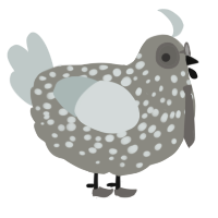 A ash and silver chicken with a speckle pattern