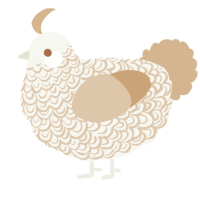 A white and beige chicken with a double-lace pattern